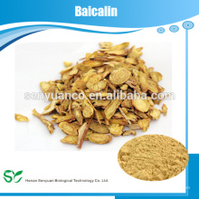 Baicalin CAS de calidad superior, 21967-41-9 del extracto de Scutellaria Baicalensis
